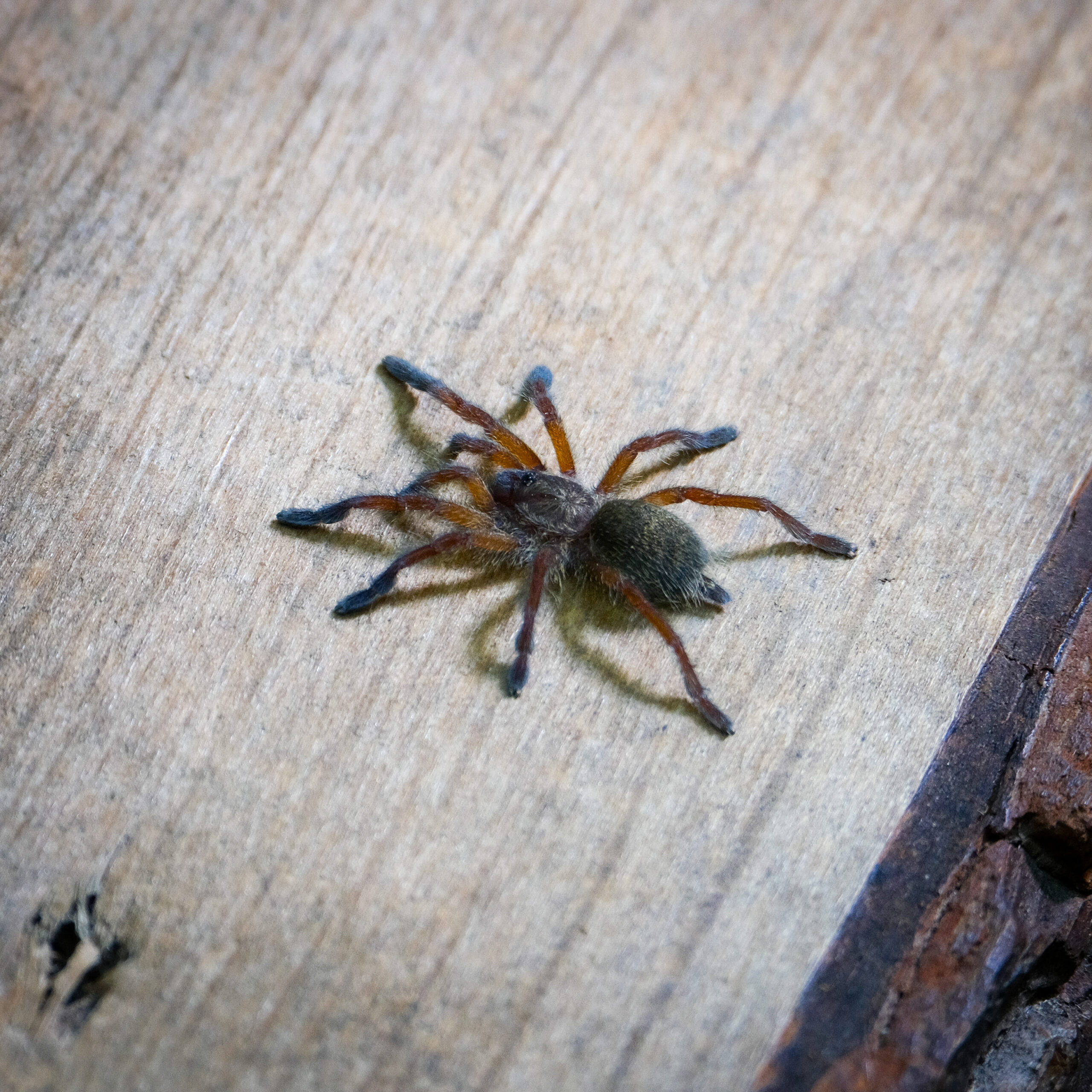 Harpactira pulchripes L3/4 - obrazek 2