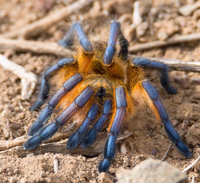 Harpactira pulchripes L3/4