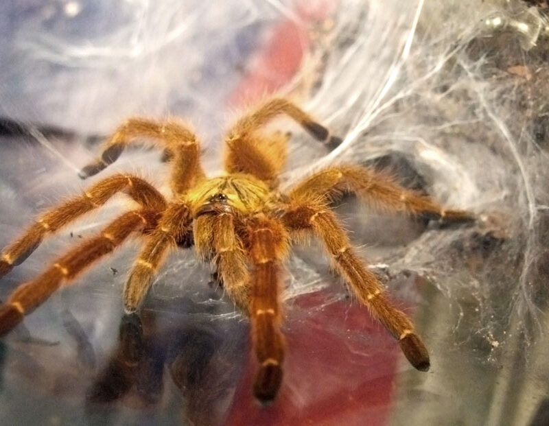 Pterinochilus murinus usambara L4