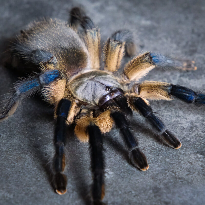 Monocentropus balfouri L1/2