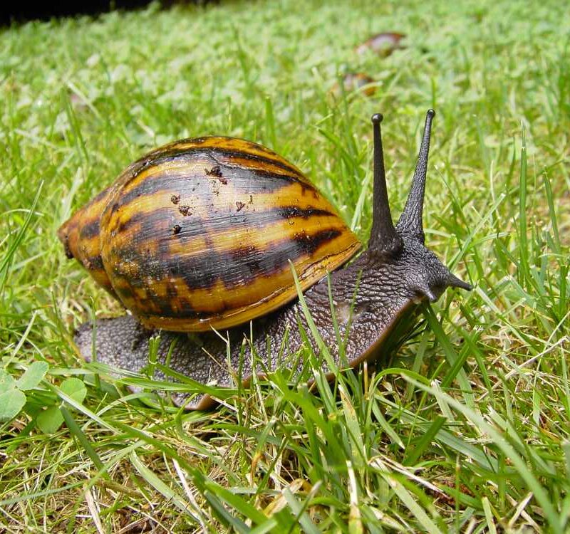 Ślimak afrykański (mały)