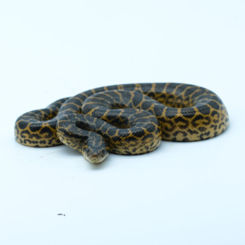 Anakonda żółta ♀ (023)