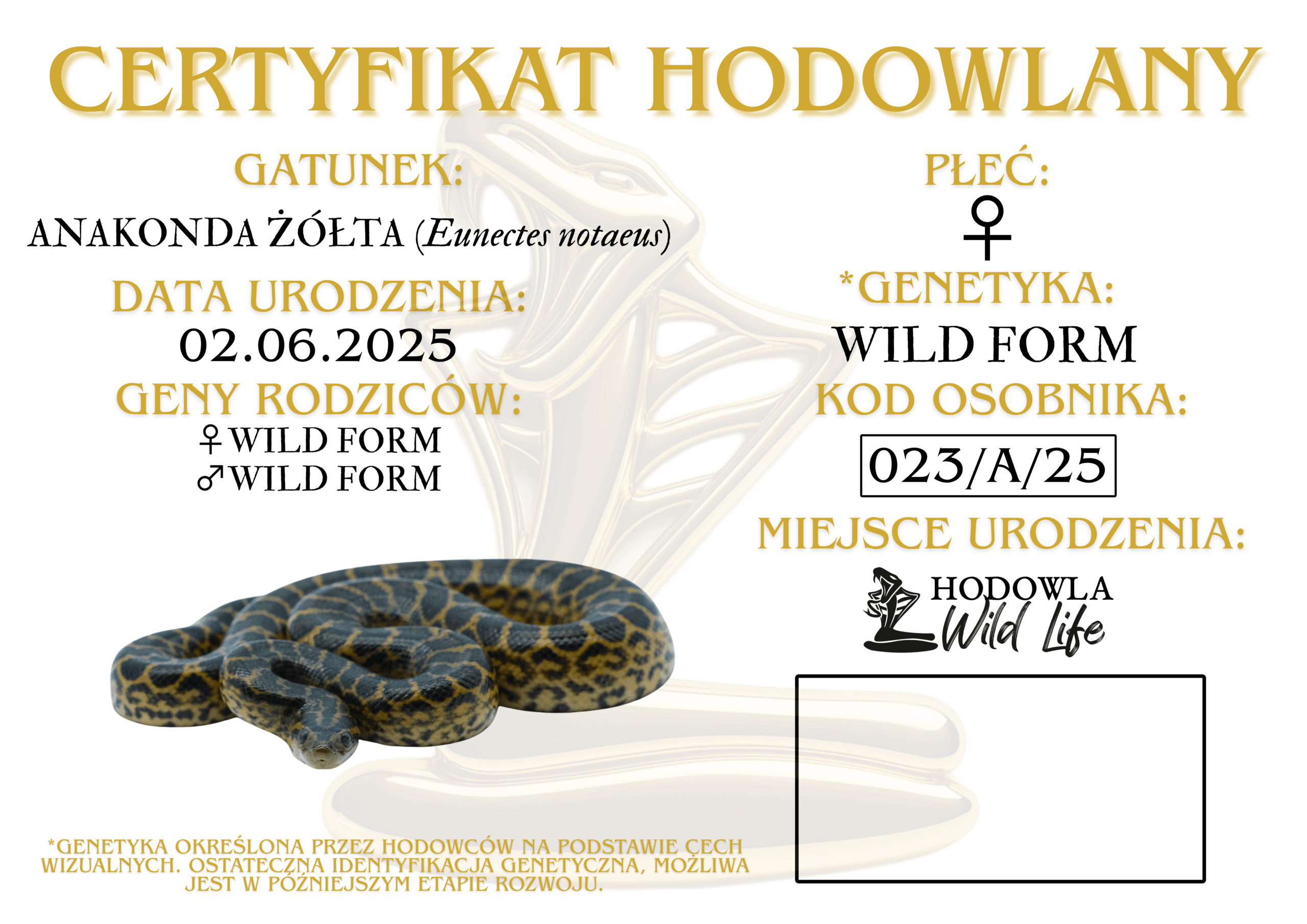 Anakonda żółta ♀ (023) - obrazek 2