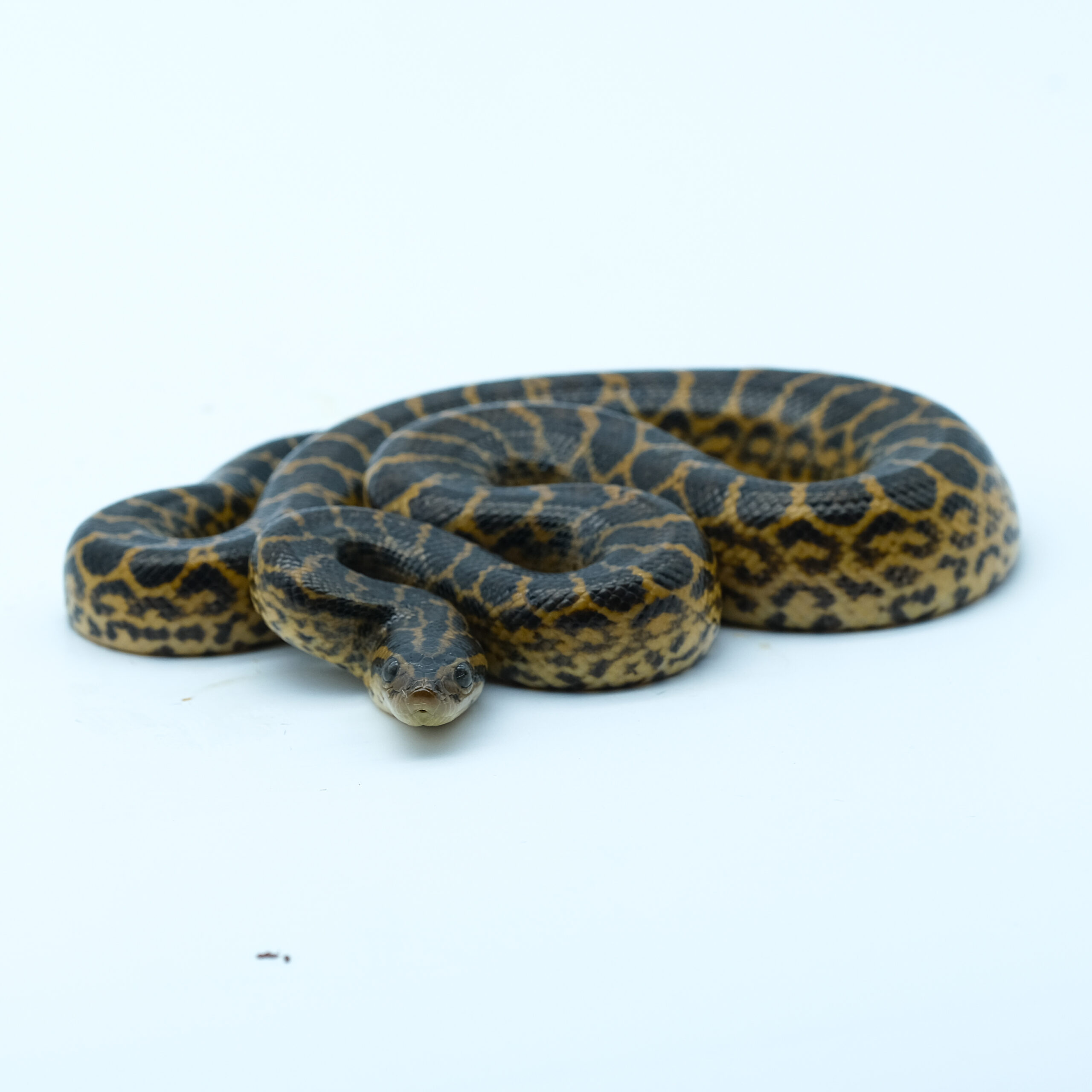 Anakonda żółta ♀ (023)