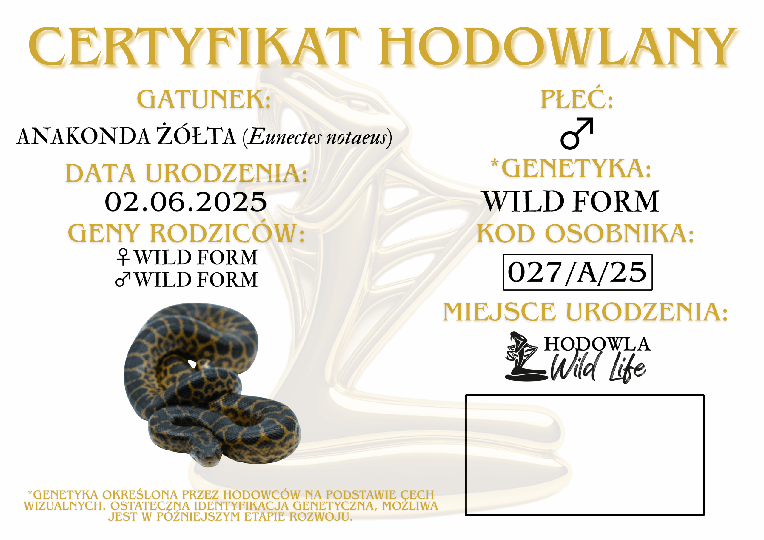 Anakonda żółta ♂ (027) - obrazek 2