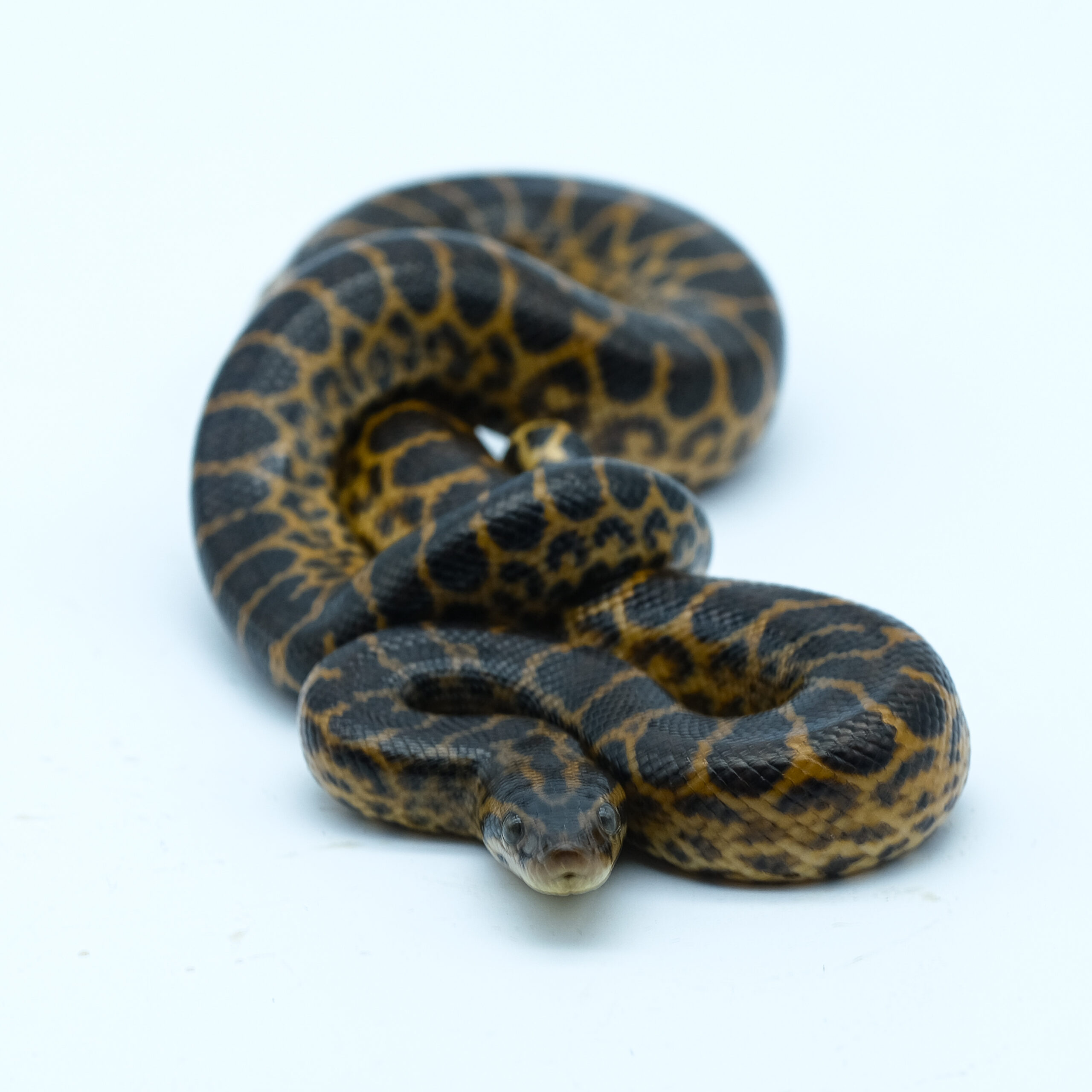 Anakonda żółta ♂ (027)