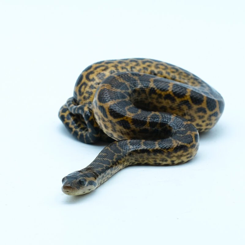 Anakonda żółta ♀ (028)