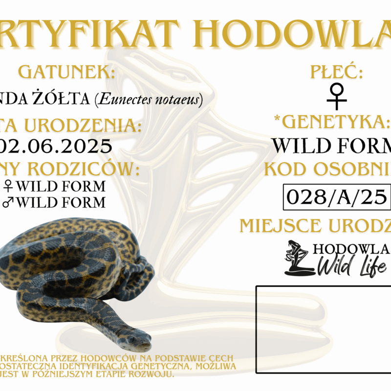 028 CERTYFIKAT ANDZIA(1)