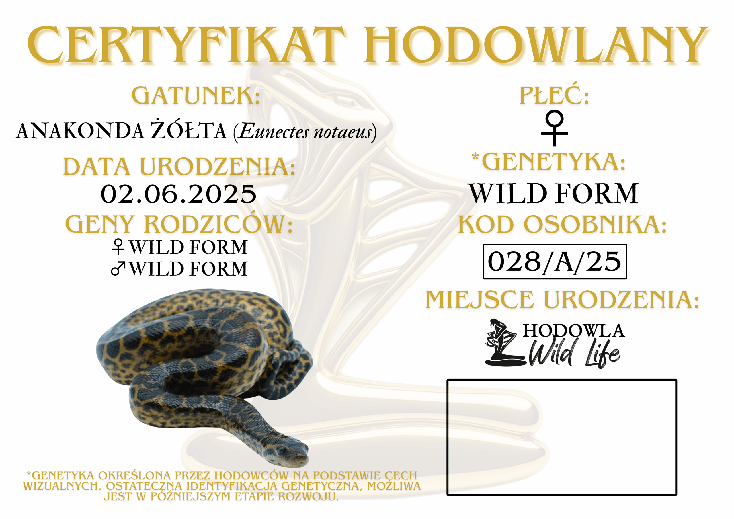 Anakonda żółta ♀ (028) - obrazek 2