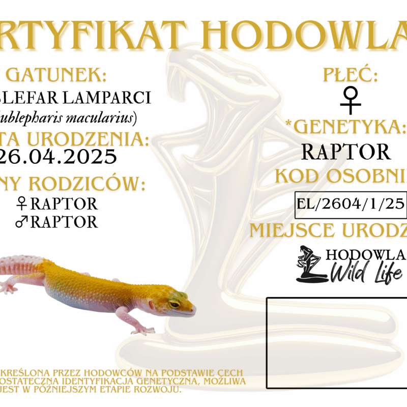 2604 Certyfikat Eublefar