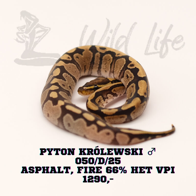 ASPHALT FIRE 66% HET VPI ♂ 050/D/25