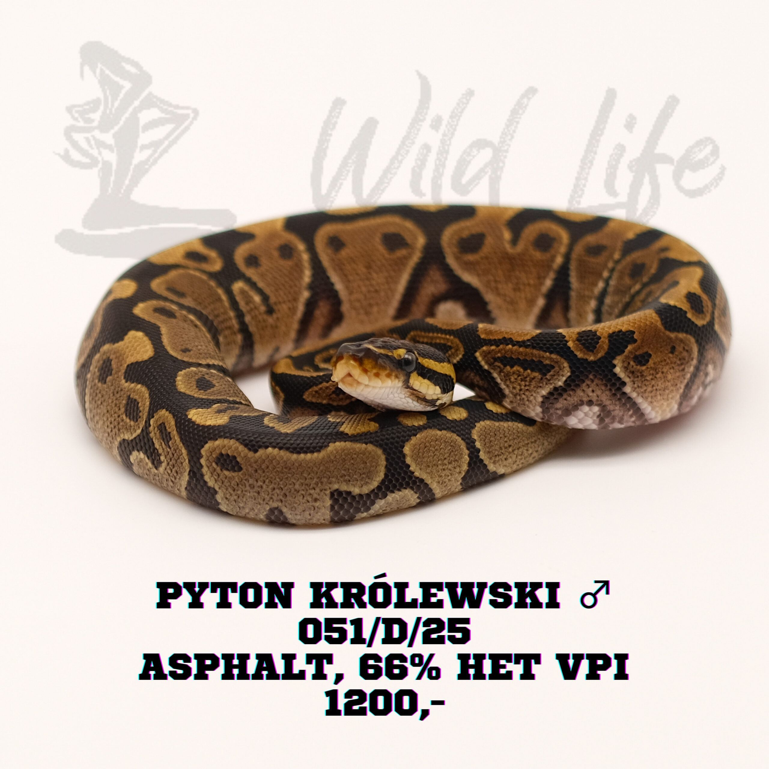 ASPHALT 66% HET VPI ♂ 051/D/25