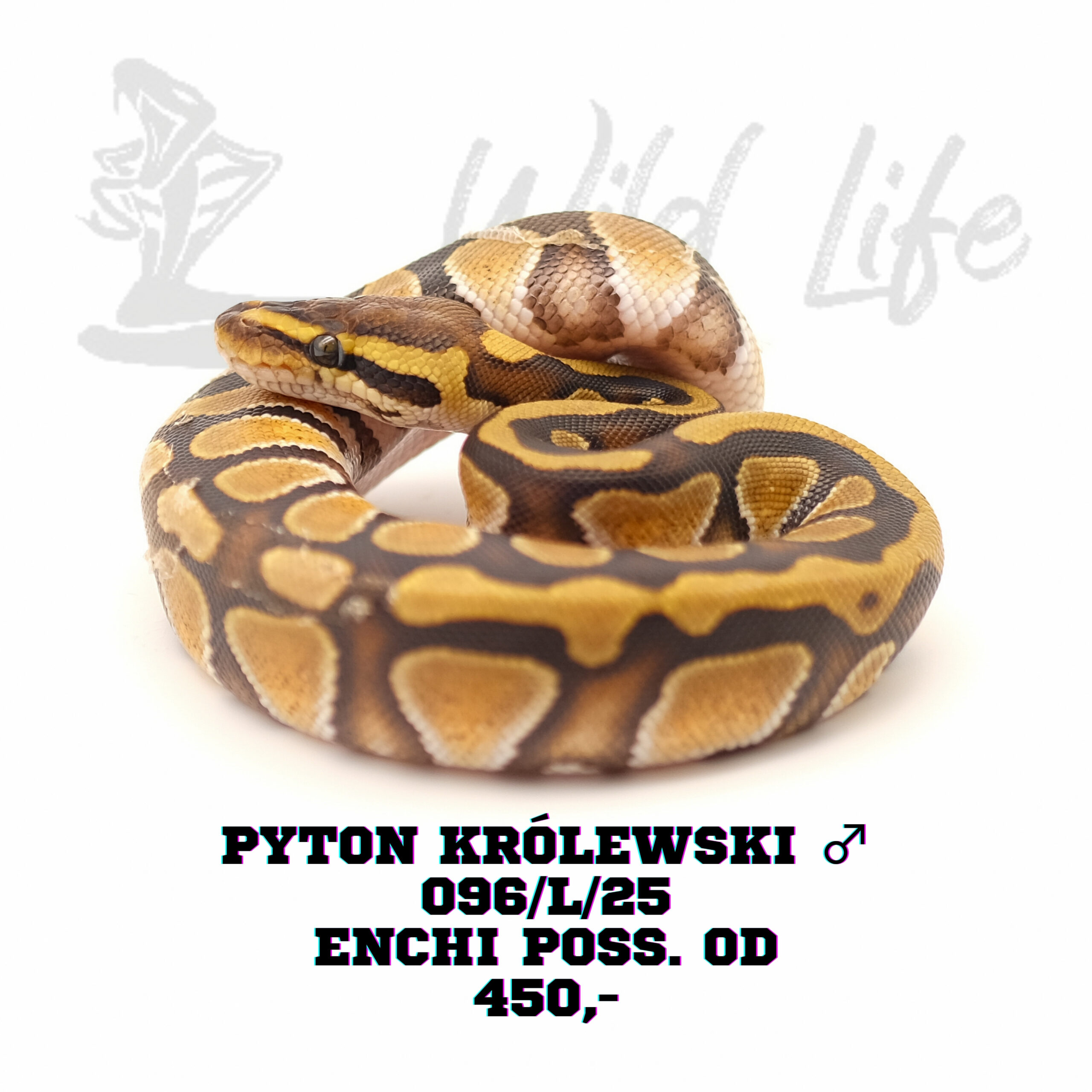 ENCHI POSS ORANGE DREAM ♂ 096/L/25