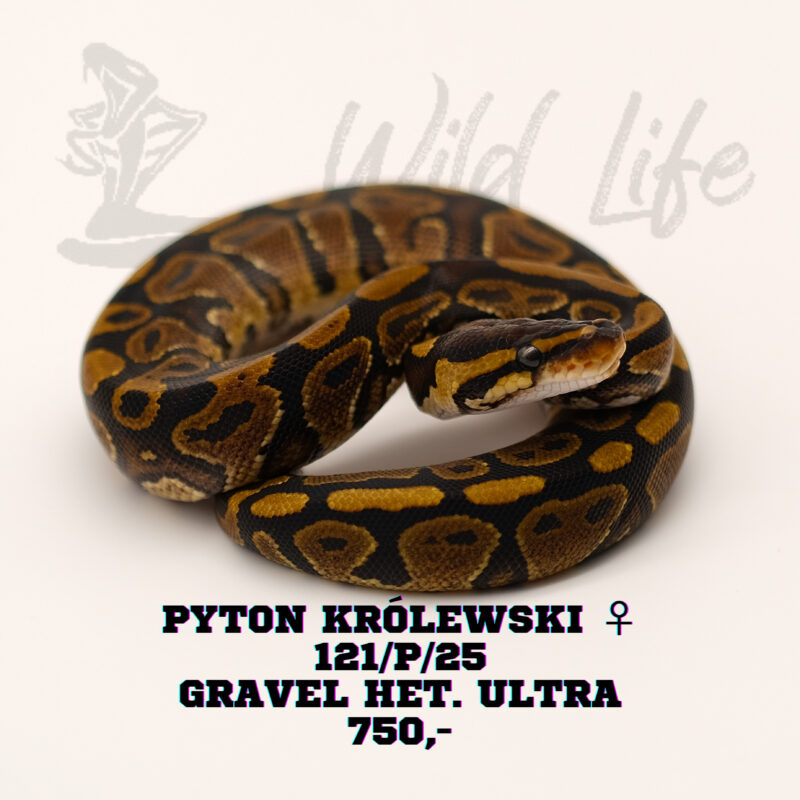 GRAVEL HET ULTRAMEL ♀ 121/P/25