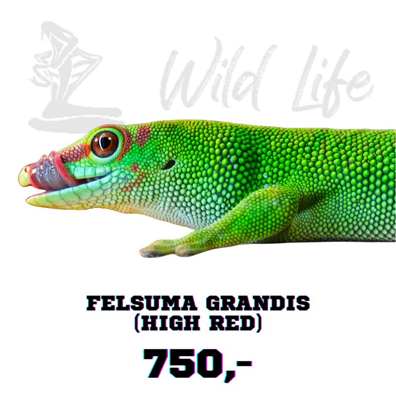 FELSUMA GRANDIS ( HIGH RED )