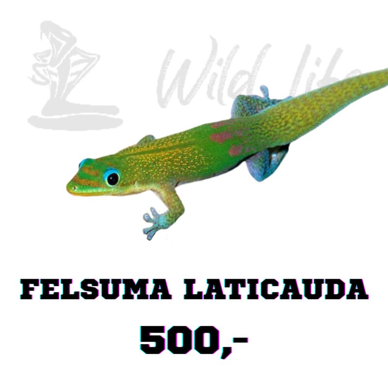 FELSUMA LATICAUDA