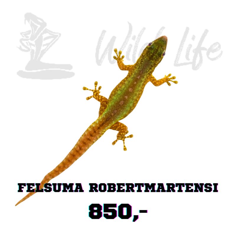 FELSUMA ROBERTMARTENSI