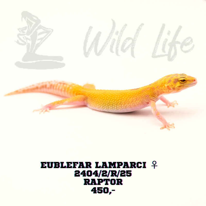 RAPTOR ♀ 2404/2/R/25