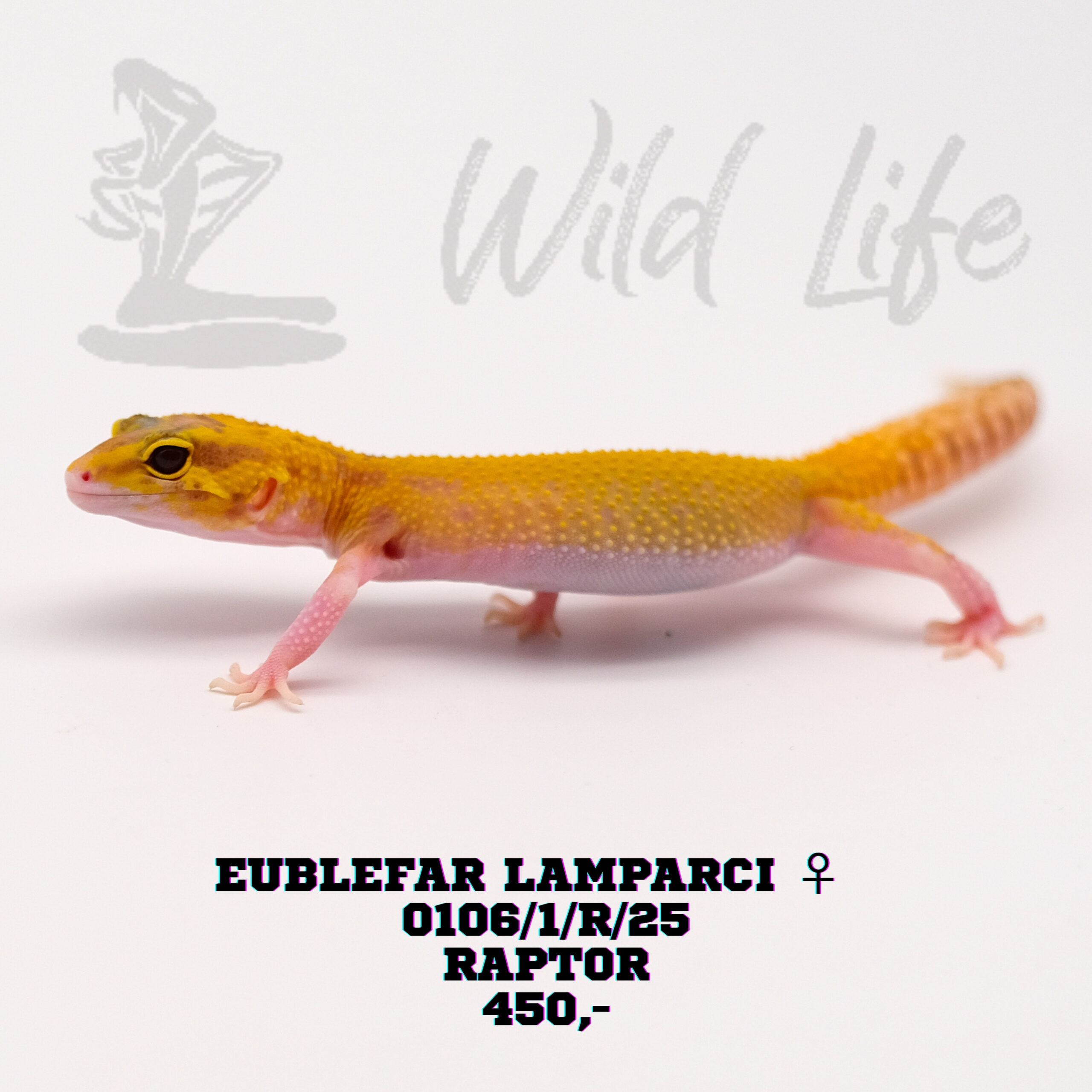 RAPTOR ♀0106/1/R/25