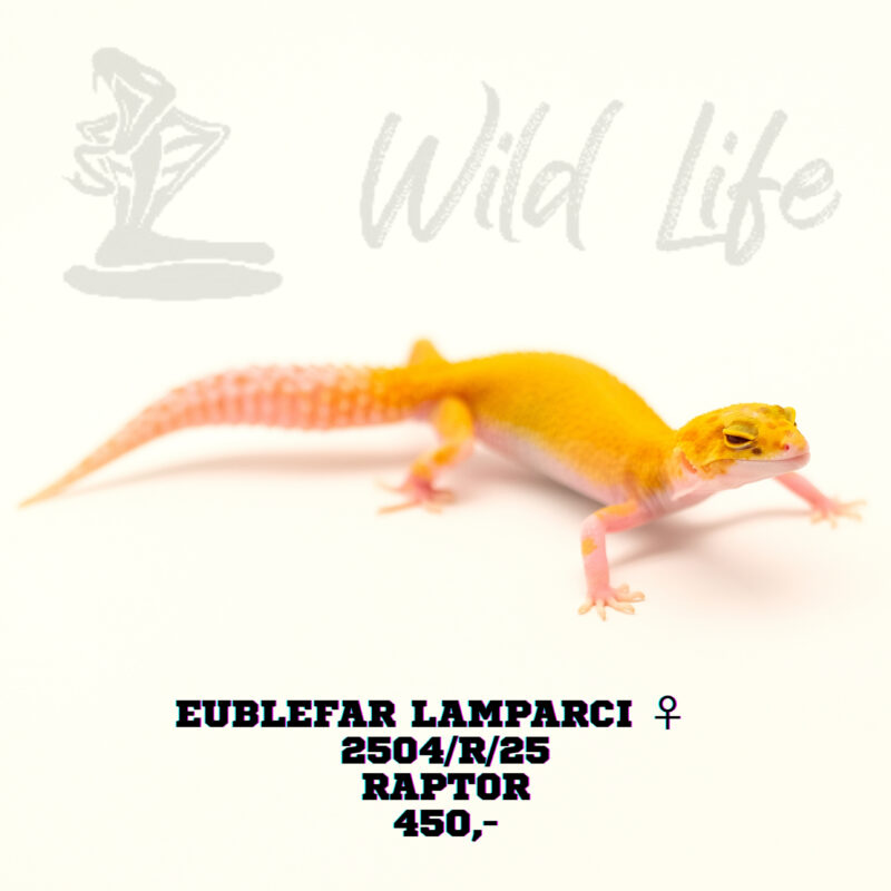 RAPTOR ♀ 2504/R/25