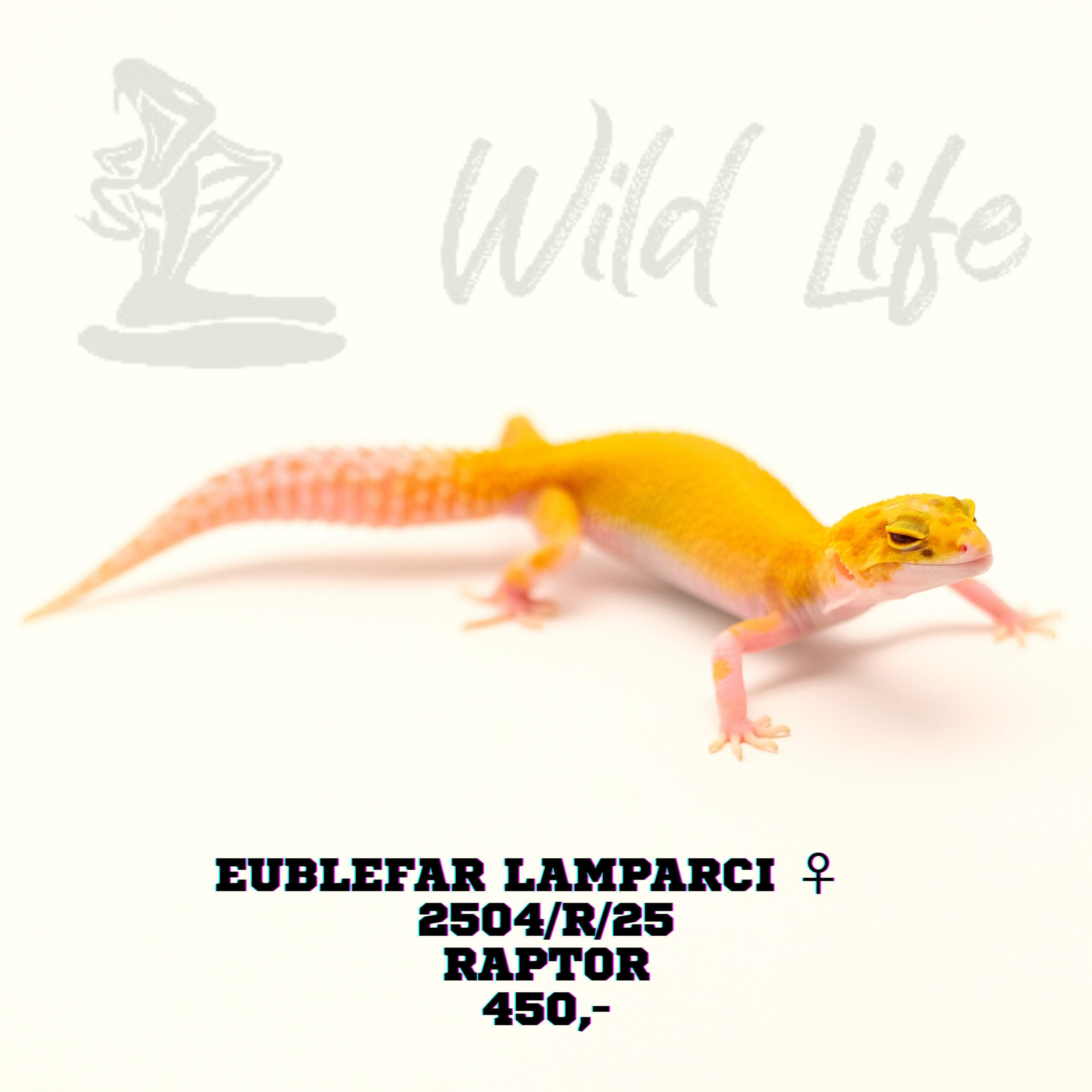 RAPTOR ♀ 2504/R/25