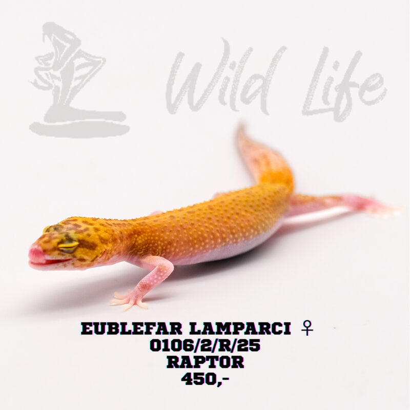 RAPTOR ♀ 0106/2/R/25