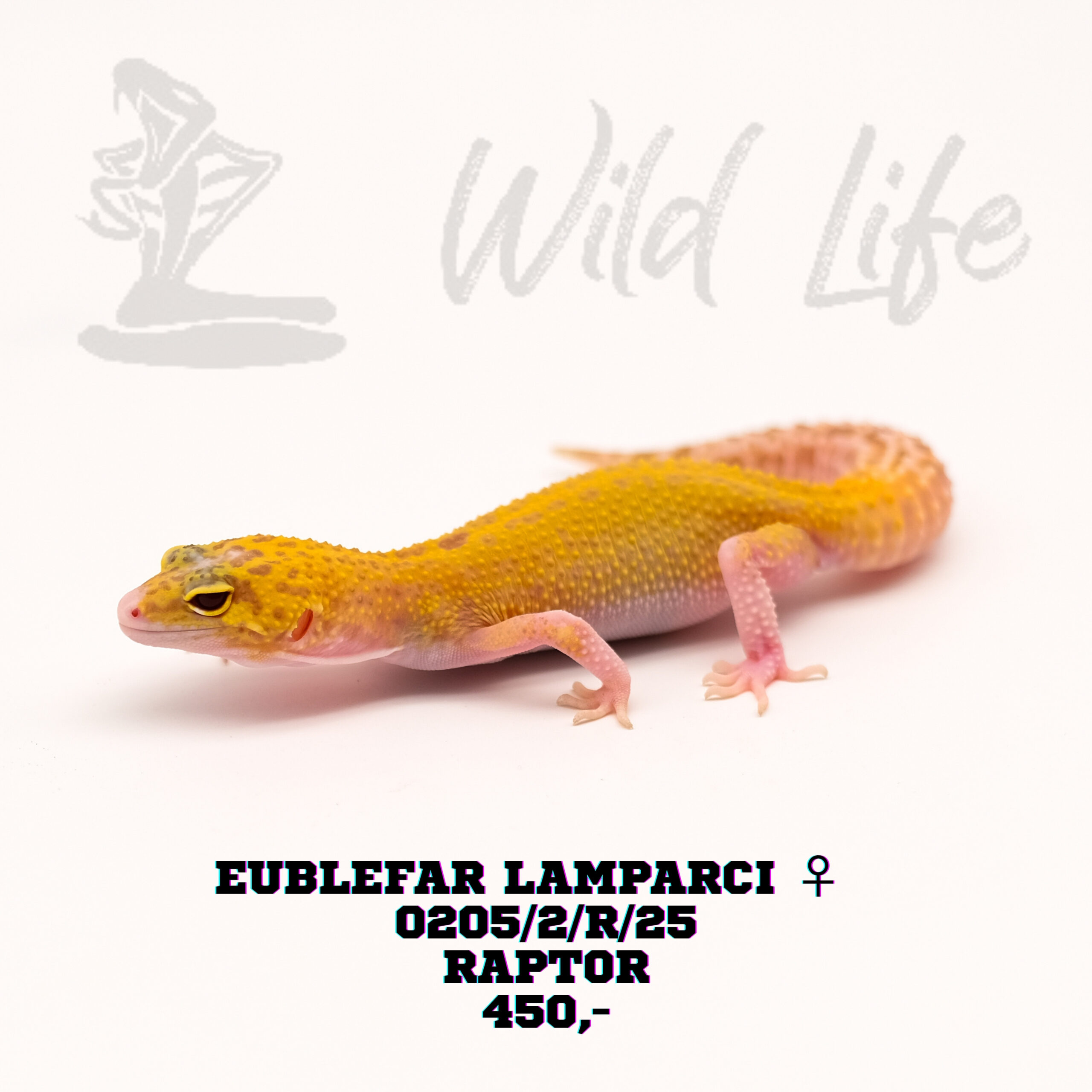 RAPTOR ♀ 0205/2/R/25