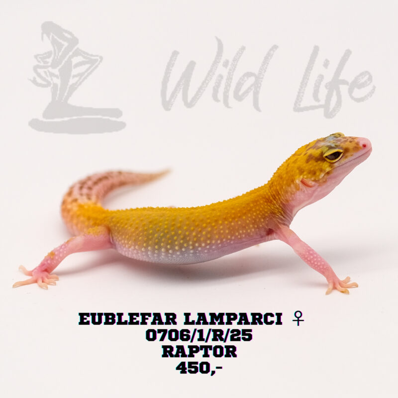 RAPTOR ♀ 0706/1/R/25