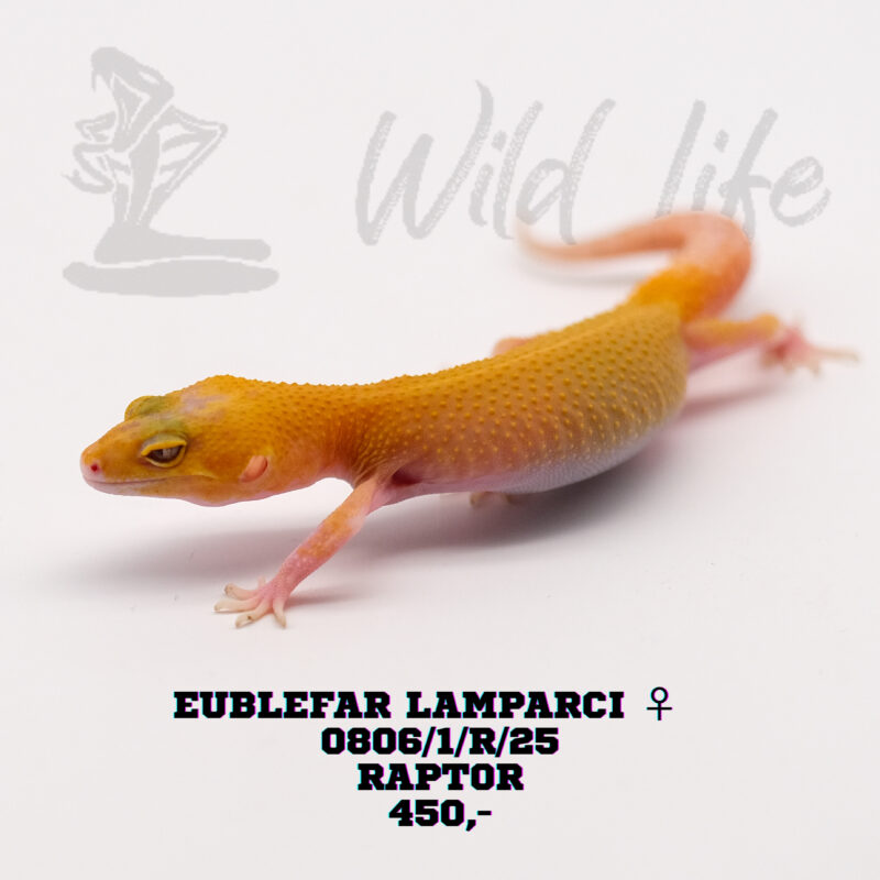 RAPTOR ♀ 0806/1/R/25