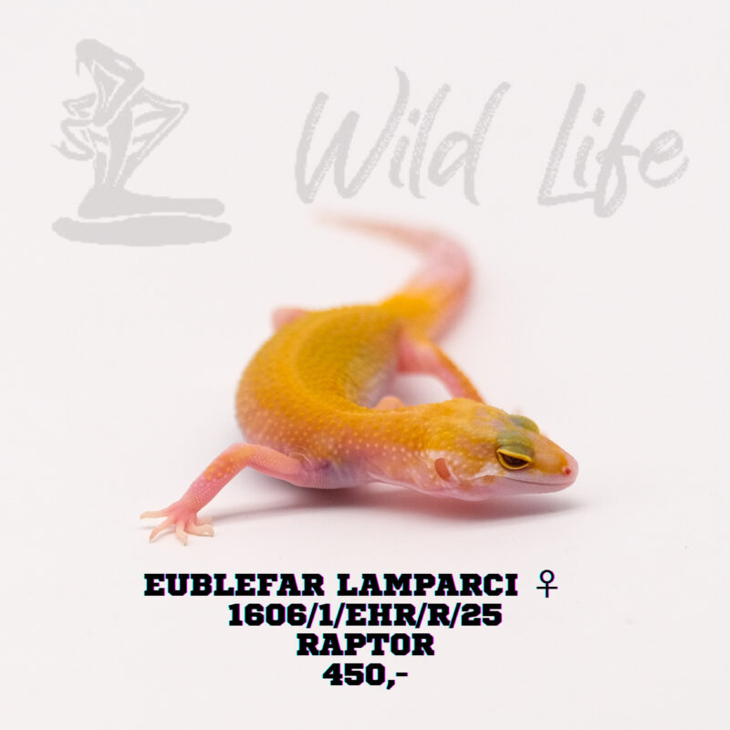 RAPTOR ♀1606/1/EHR/R/25