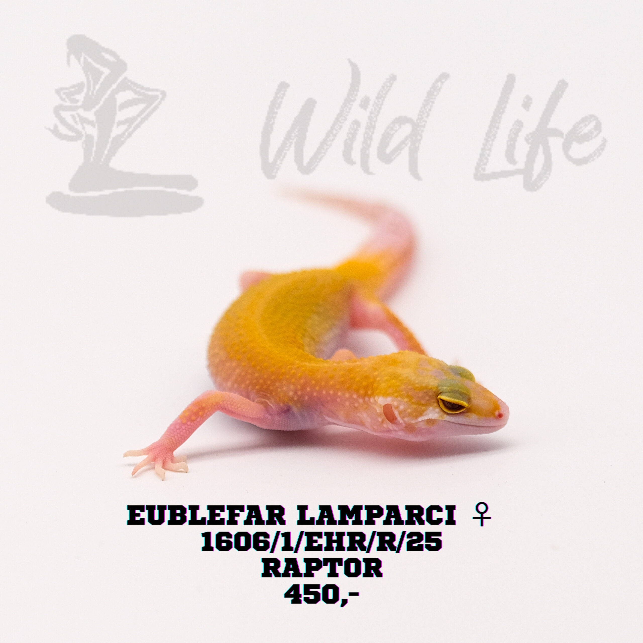 RAPTOR ♀1606/1/EHR/R/25