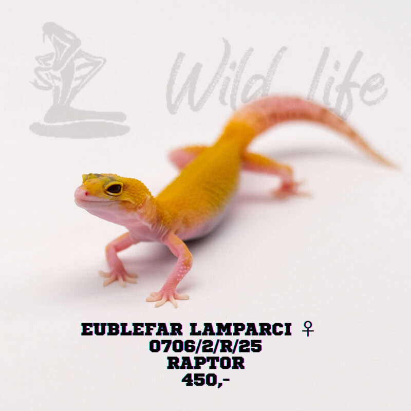 RAPTOR ♀ 0706/2/R/25