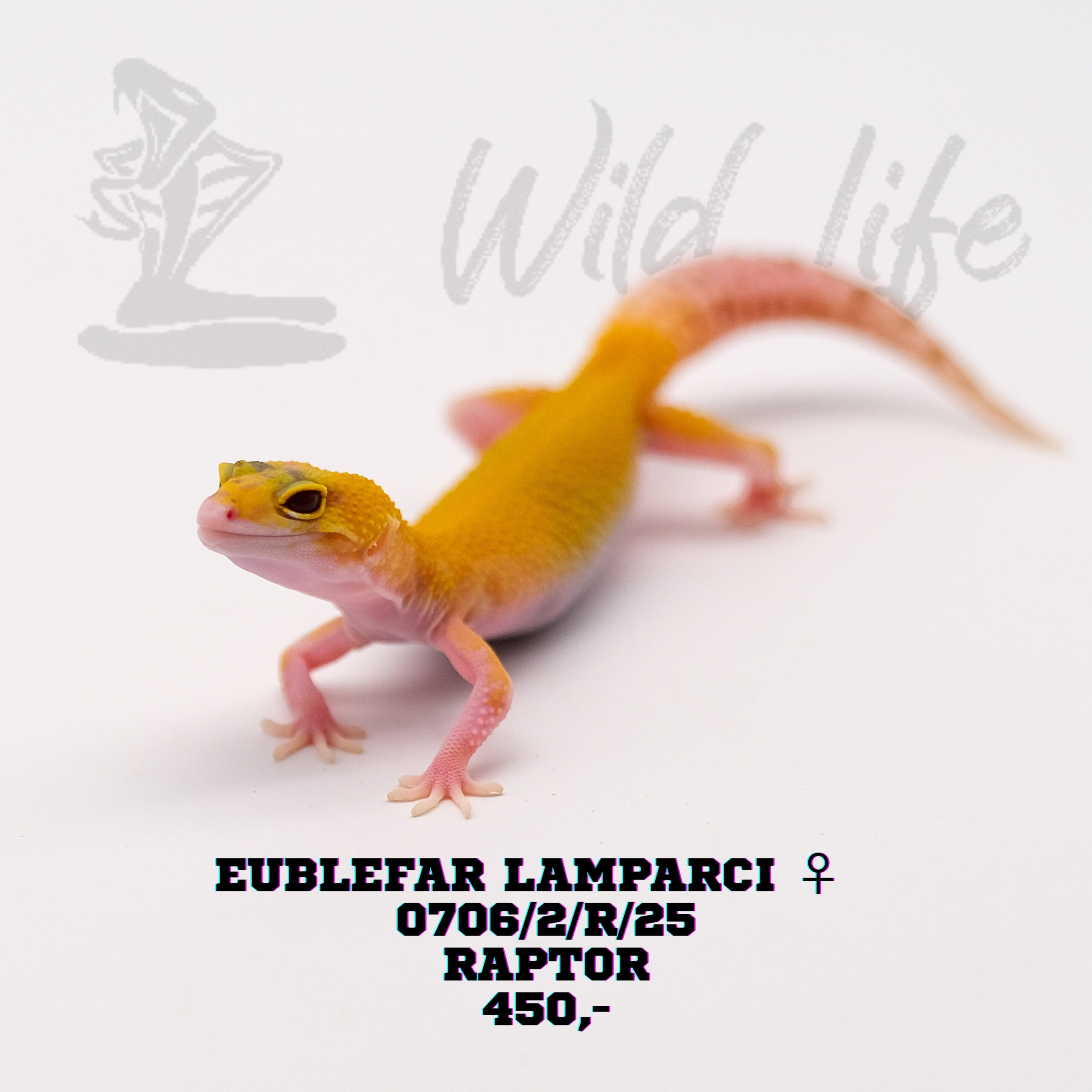 RAPTOR ♀ 0706/2/R/25