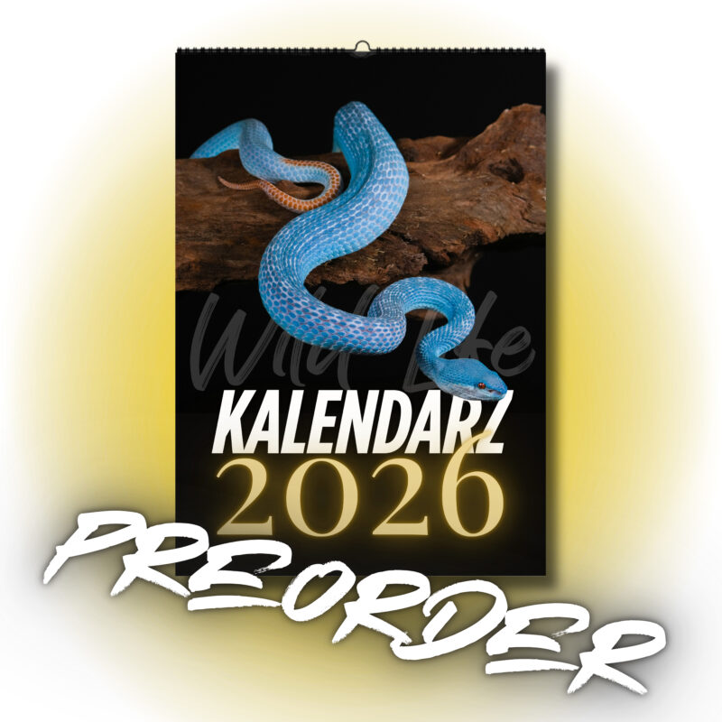 KALENDARZ 2026 - WILD LIFE PREORDER